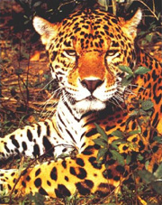 picture of jaguar